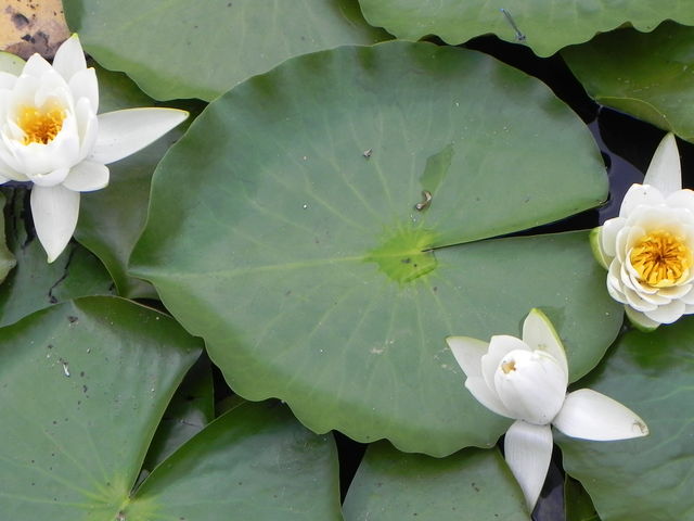 �X�C�������炢�Ă��܂���_���������i������r�j