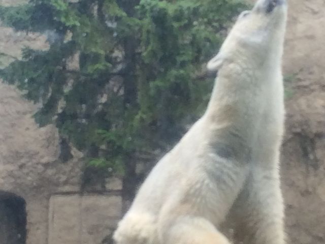 �V���N�}�����C�I_���R������