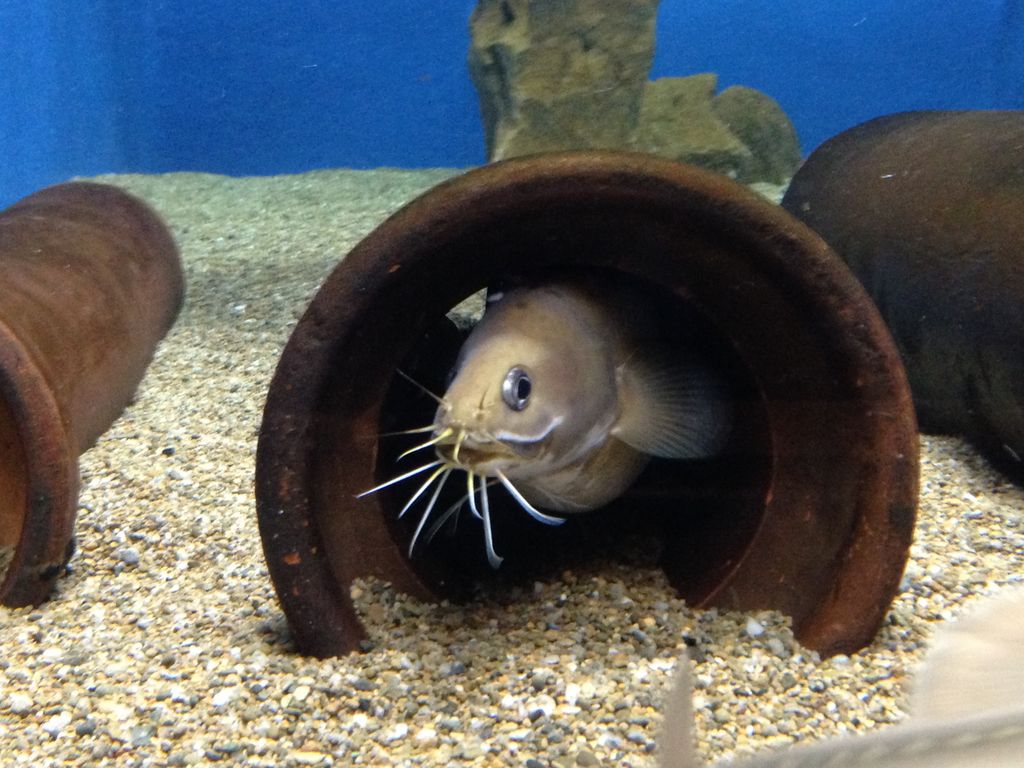 京大白浜水族館