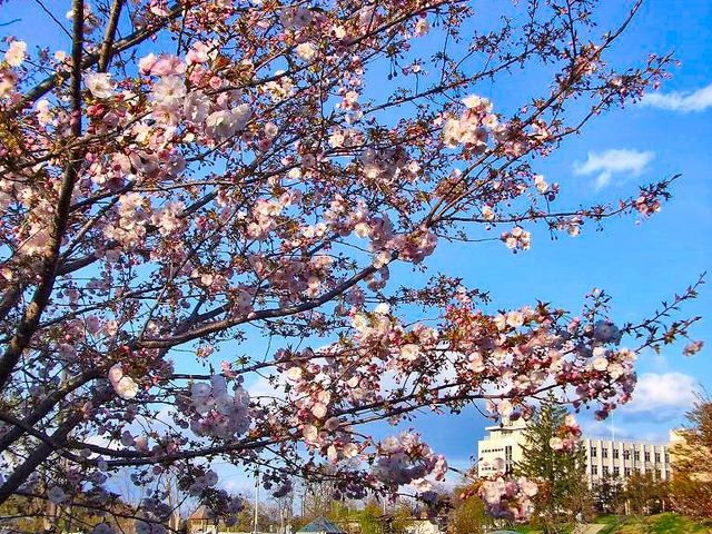 桜が咲いていた_城山公園（長野県長野市）