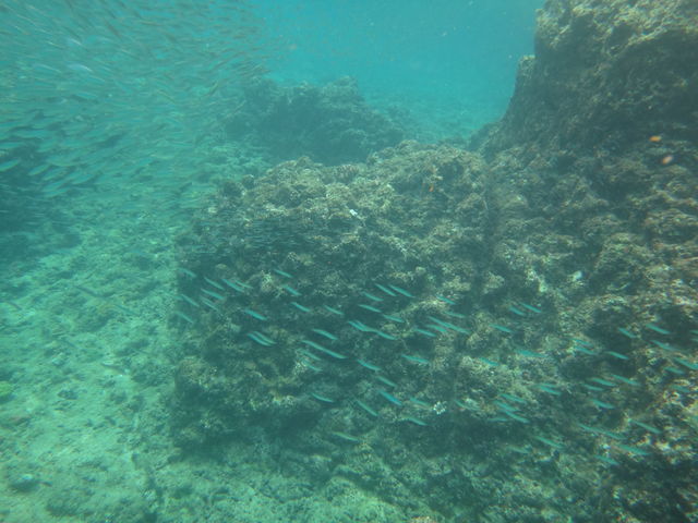 ��̌Q��ł�_B-nature