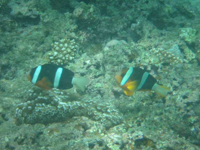 �N�}�m�~�ł�_B-nature