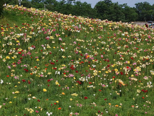 �X�m�[�N���[�Y�I�[���Y