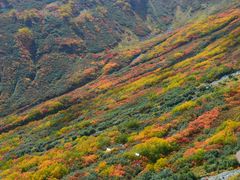 hanano̗RAy[gyxRzւ̓eʐ^1