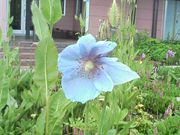 Jack@Logan̔nܗRAEGXJvU̓eʐ^5