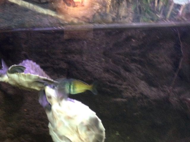 �T�̂��������_�̊��^������ iZoo