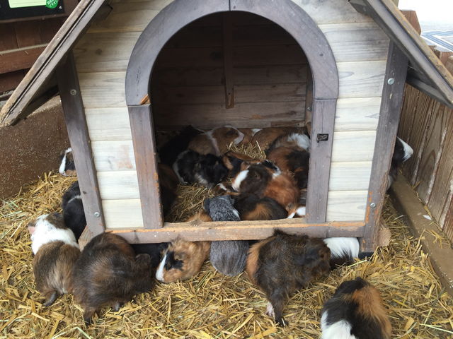 �������b�g��Ɏ����Ă��n�j_�H�g�䎩�R���������T�t�@�������h