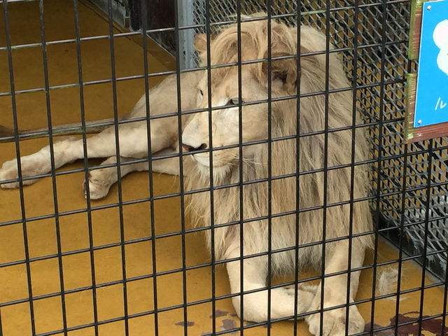 �z���C�g���C�I��_�H�g�䎩�R���������T�t�@�������h