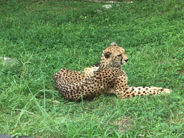 �G�T���o�X���
�`�[�^�[�@_�H�g�䎩�R���������T�t�@�������h