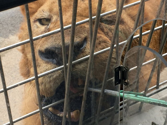 �G�T���o�X���_�H�g�䎩�R���������T�t�@�������h