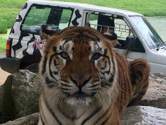 �G�T���o�X���_�H�g�䎩�R���������T�t�@�������h