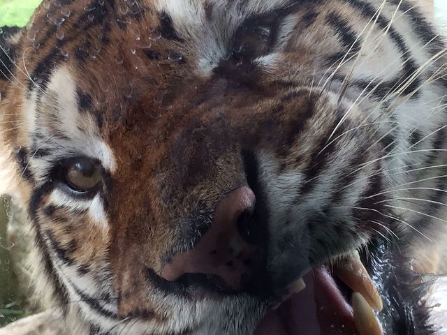 �G�T���o�X���_�H�g�䎩�R���������T�t�@�������h