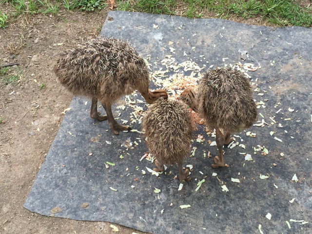 �_�`���E�̐Ԃ����_�H�g�䎩�R���������T�t�@�������h