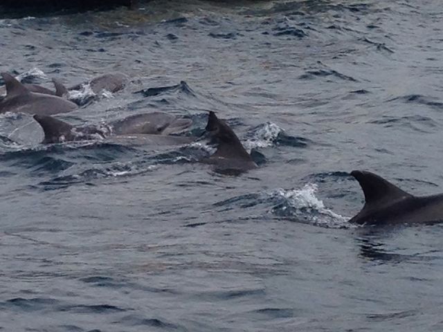 �C���J�����������ȁ`��_�V���ό��C���J�E�H�b�`���O �h���t�B���N���[�Y