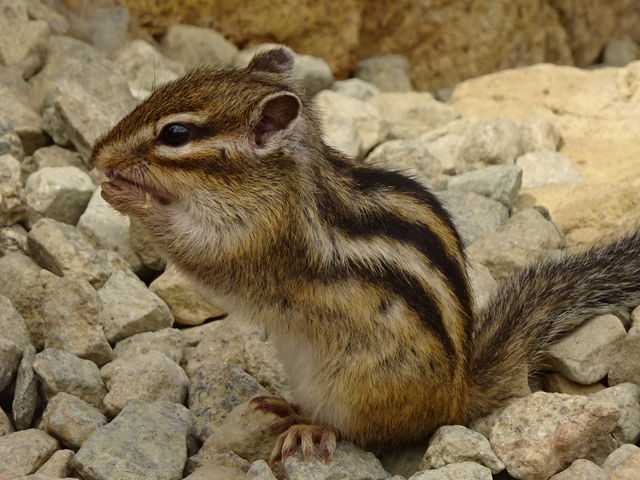 �������ĉ�����_���X�̐X