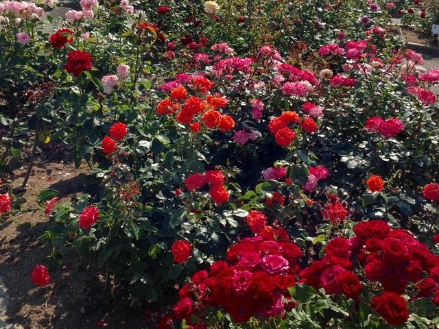 �����s�e�̔_��