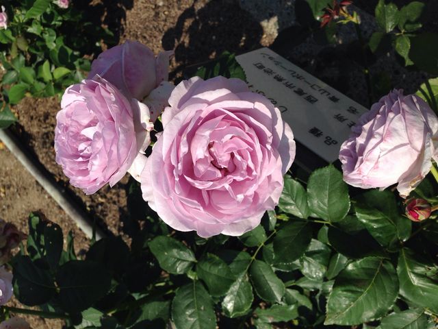 �����s�e�̔_��