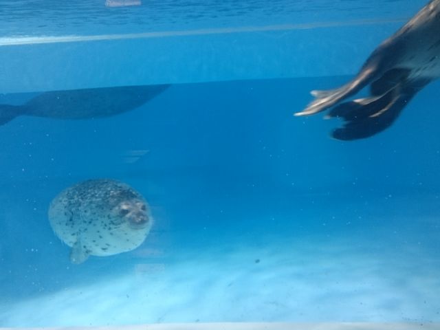 �S�}�A�U���V�����������킢�������I�I�S�}�A�U���V�̃T�[�r�X���_���������I�I_���c�C��������