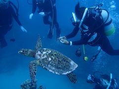 �C���Ƃ�����̃A�C�����h���b�Z�[�W�ւ̓��e�ʐ^1