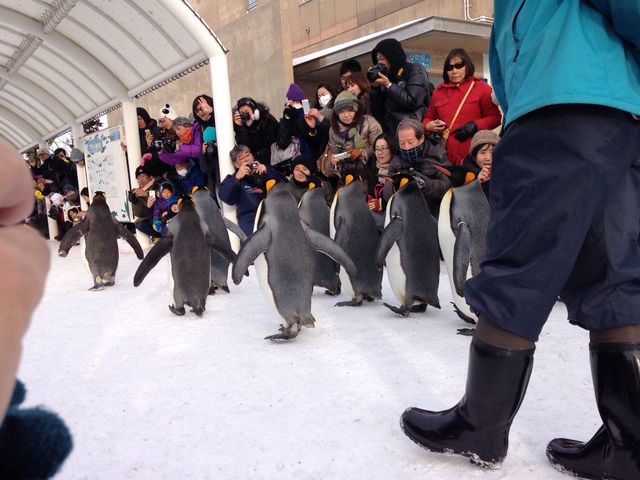 �l�C�̃y���M�����U��_���R������