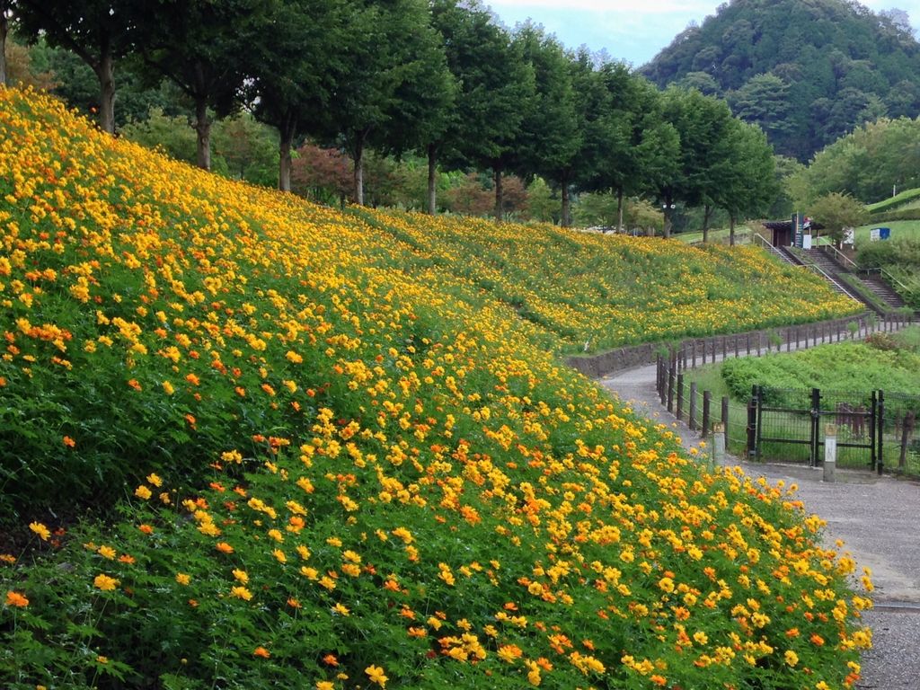 花フェスタ記念公園
