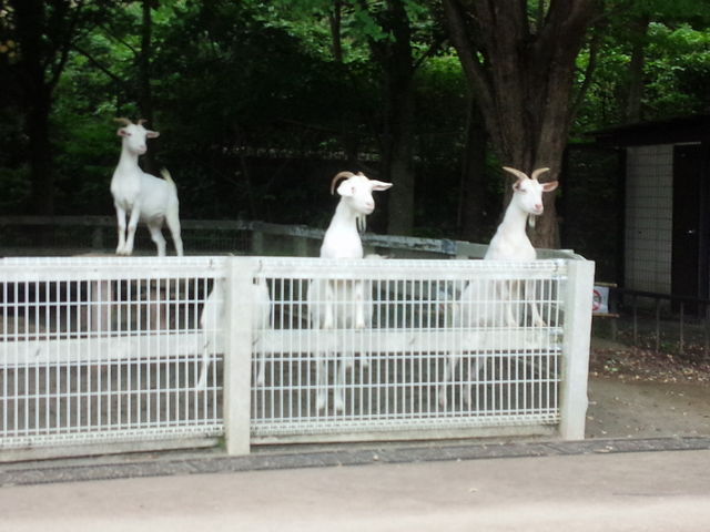 好奇心旺盛なヤギたち_小田原こどもの森公園わんぱくらんど