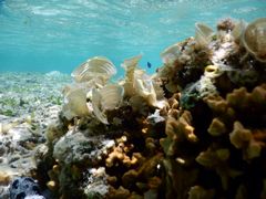 ܂̃`[rVicɊjւ̓eʐ^1