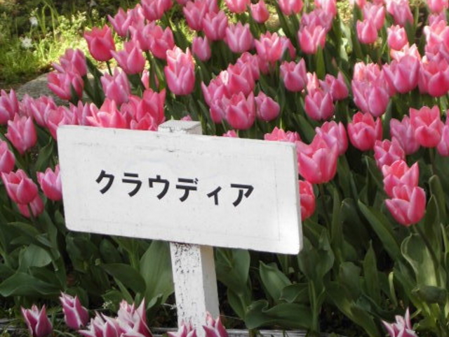 �A�����̂悤�ɖ��D���t���Ă���̂Ł@��ł��C�ɓ���𔃂��₷��_���l����