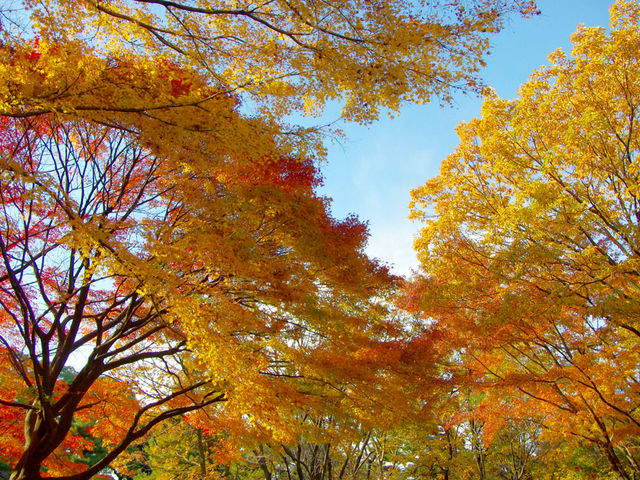 �c�����䉑