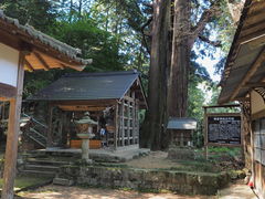 sklfhさんの朝倉神社の大杉の投稿写真1