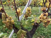 tanutan̒OgCnEX̓eʐ^1