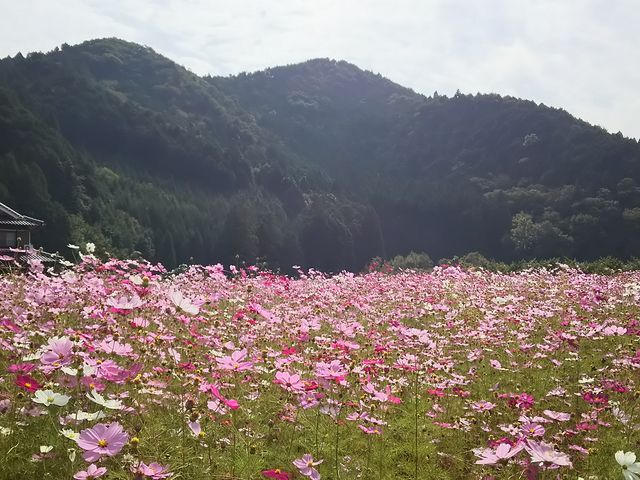 ���Z�R�X���X��