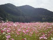 antis03̐ZRXX̓eʐ^1