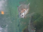 ܁`̂ȂƐX̊ώ@̓eʐ^1