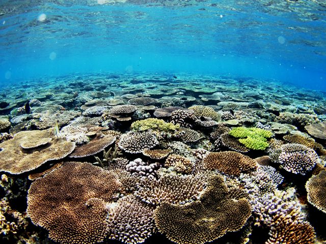 ʂɍLTSɊ܂I_ꉶ[_CrOx[X@Rj[