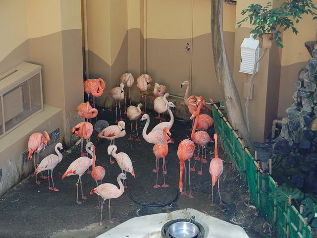 �M�ђ��ފق̃t���~���S_�~�R������