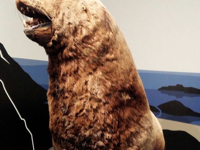 �k�C��������