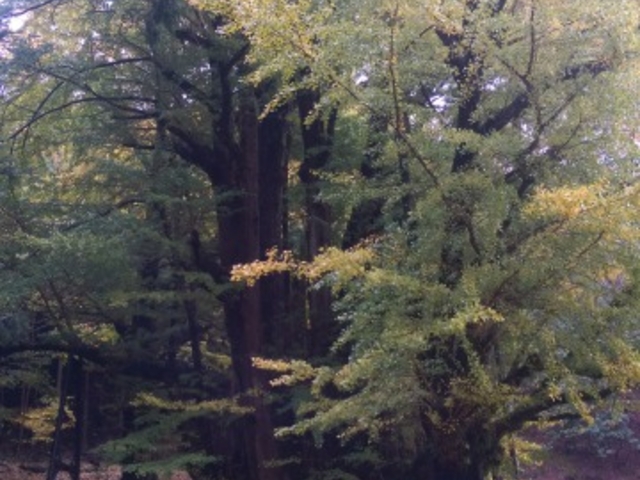 ��C�`���E�B_��񎛂̃C�`���E