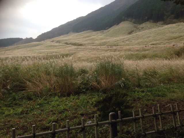 �X�X�L��������Ă�ꏊ��
������߂��ɂ��鋼�������񂩂� �����Ē��Ŋϗ�_��Ό�����