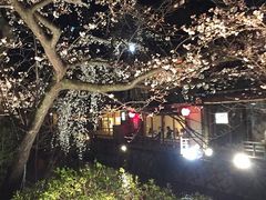祇園白川の夜桜 京都祇園白川桜ライトアップ 祇園 白川宵桜 新橋花灯路の口コミ じゃらんnet