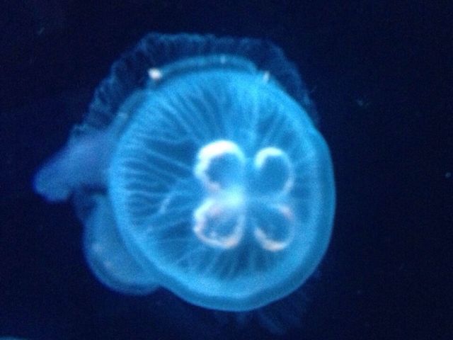 ���s�����ق̃N���Q����2_���s������