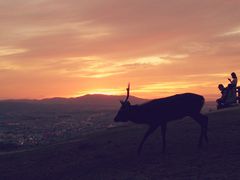 夕日と鹿_若草山
