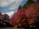 ぶんちゃんさんの嵐山－高雄パークウェイの投稿写真2