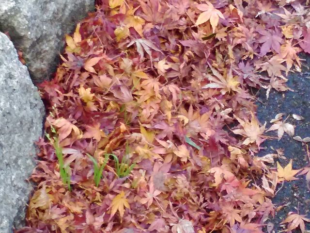 �����t���Y��ł��B_�ї������٥�ї����뉀