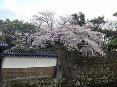 kirachan̘a̎Rւ̓eʐ^1