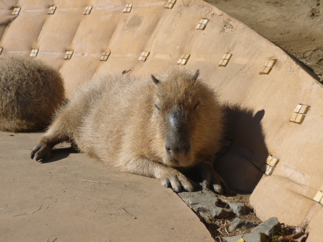 �J�s�o��_�}�U�[�q��