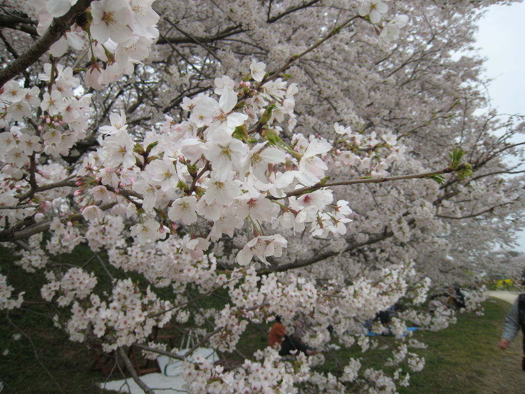 千葉 お花見に行こう 人気の桜の名所を集めました じゃらんニュース
