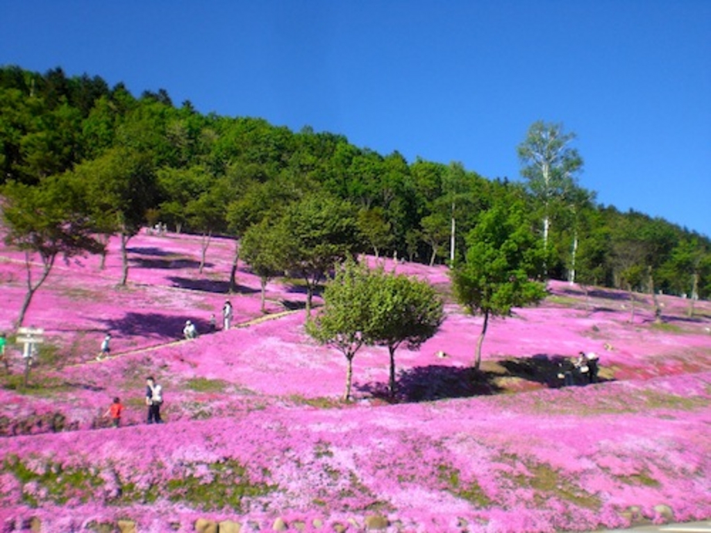 北海道の桜 芝桜の名所27選 桜の開花見頃予想も 春のお花見に じゃらんニュース