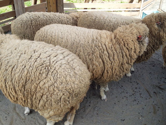 ���t���t�Œg�����r_�~�R������