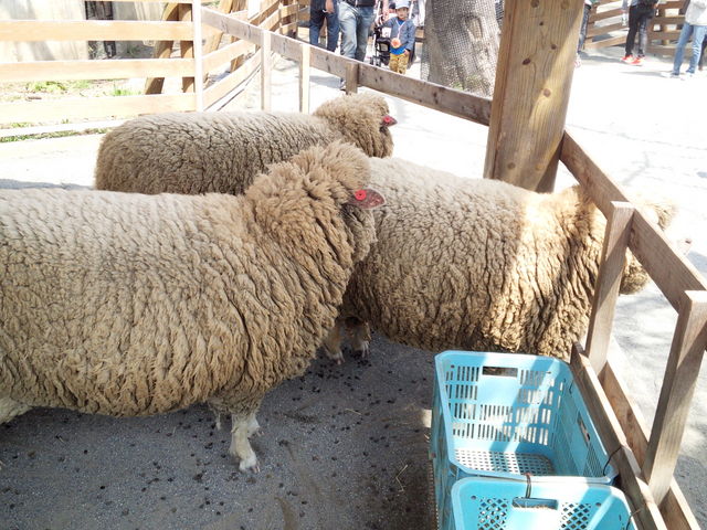 ���t���t�Œg�����r_�~�R������